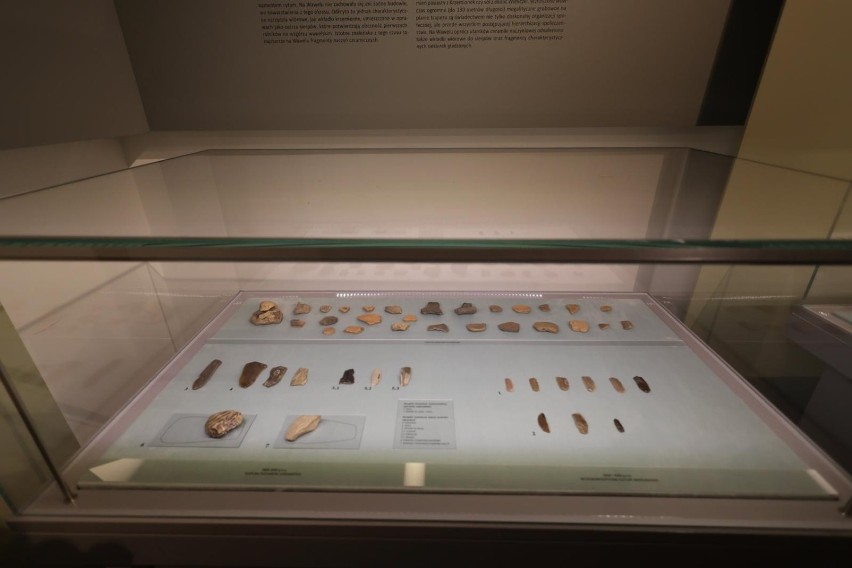 Najstarsze wawelskie zabytki archeologiczne powracają na...