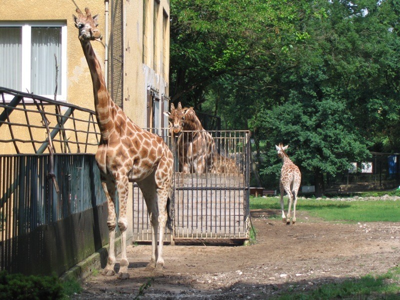 Płockie zoo umożliwia organizację przyjęcia urodzinowego