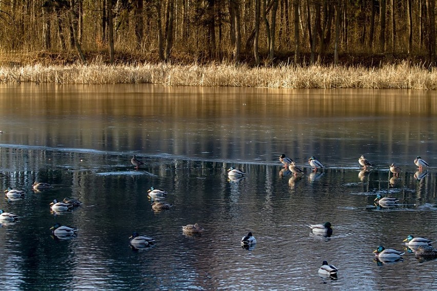 Wałbrzych: Dzikie kaczki zimują w stawie na Rusinowie (ZDJĘCIA)
