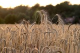 Święto Plonów w gminie Wronki - gdzie odbędą się dożynki w ten weekend?