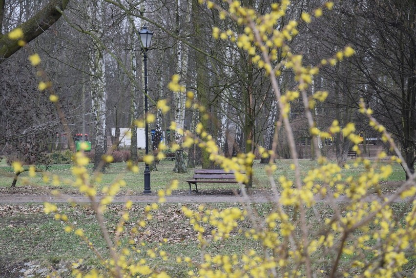 Park Miejski w Kaliszu powoli budzi się na wiosnę