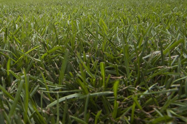 Zbyt krótko skoszony trawnik spowoduje, że straci on możliwość zatrzymywania wody i tym samym może szybko zżółknąć