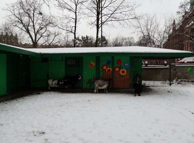 Nawet zimą nie brakuje zwiedzających w starym zoo