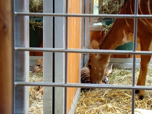 Małe antylopy przyszły na świat w zoo w Chorzowie w ubiegłym...