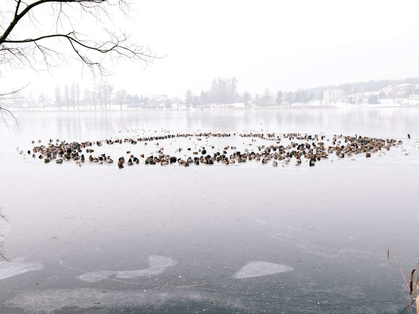 Ptasi krąg na Jeziorze Durowskim w Wągrowcu. Jak zwierzęta radzą sobie zimą?