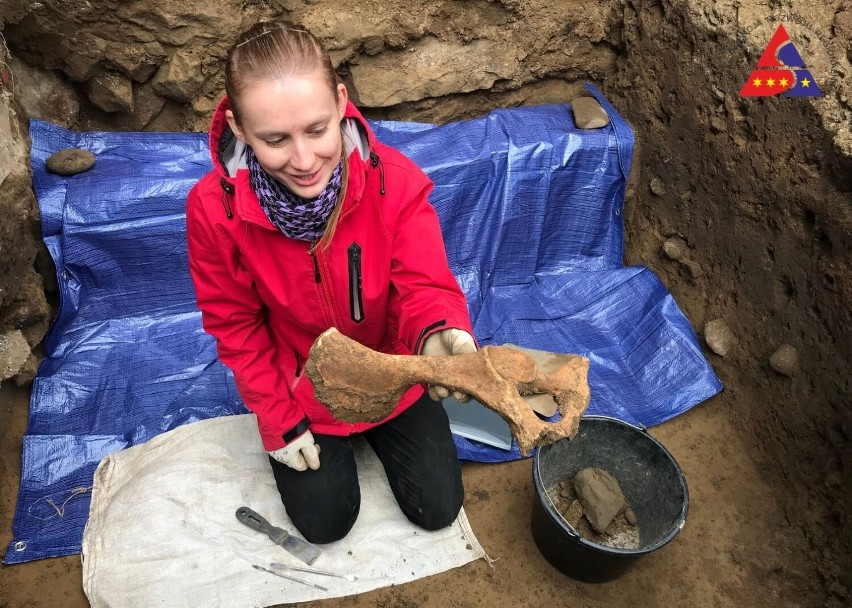 Archeolodzy znaleźli zarówno kości zwierząt, jakie spożywane...
