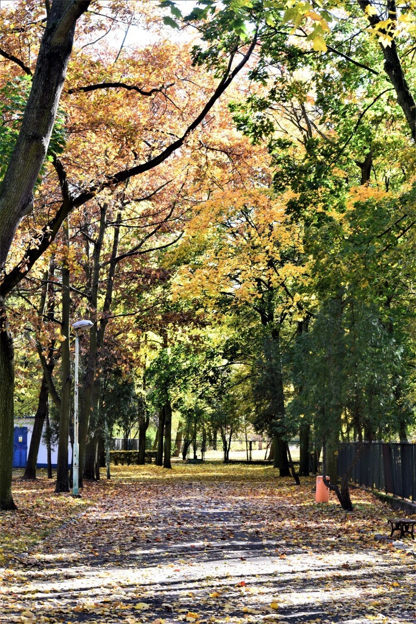 Złota polska jesień w Parku Staromiejskim w Sieradzu. Jest klimatycznie. Zobacz ZDJĘCIA