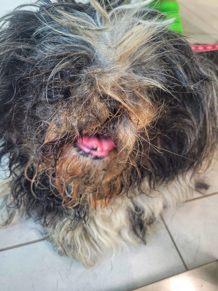 Totalnie zaniedbany pies na jednej z posesji w Kaliszu. Interweniowało Help Animals. ZDJĘCIA
