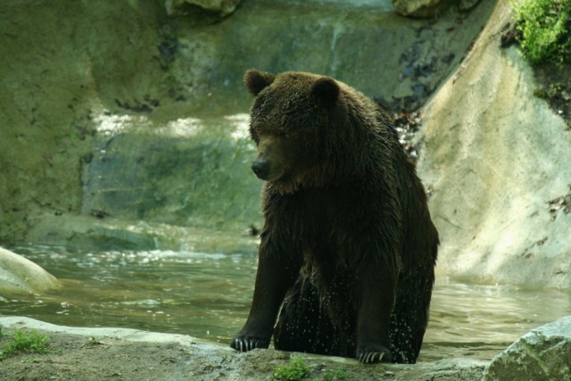 Smutny czas w zoo w Poznaniu. W sobotę zmarli niedźwiedź brunatny Misza i gibbon siamang Jurek.