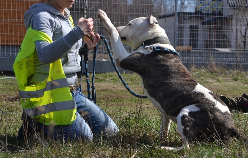 Dołącz do Amstaff Team w Łodzi. Pomóż psom ze schroniska