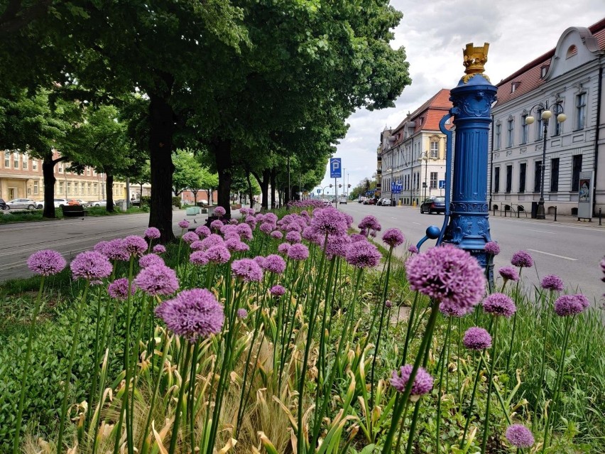 Kolorowy Szczecin. Miasto sadzi jeszcze więcej kwiatów! 