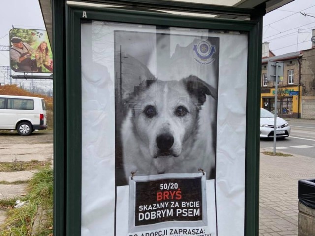 W Chorzowie odbyła się konferencja mają zwrócić uwagę na świadomą adopcję zwierząt ze schronisk. Dlaczego na przystanku został umieszczony wizerunek psa?