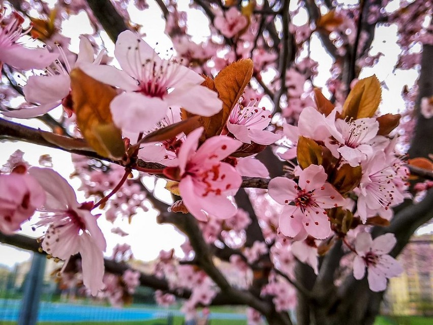 Wałbrzych: Bajkowe kolory kwitnących drzew na Podzamczu (ZDJĘCIA)