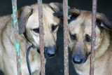 Te psy czekają na adopcję w legnickim schronisku [ZDJĘCIA]