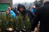 Kraków. Rozdaliśmy świąteczne drzewka za makulaturę [ZDJĘCIA]