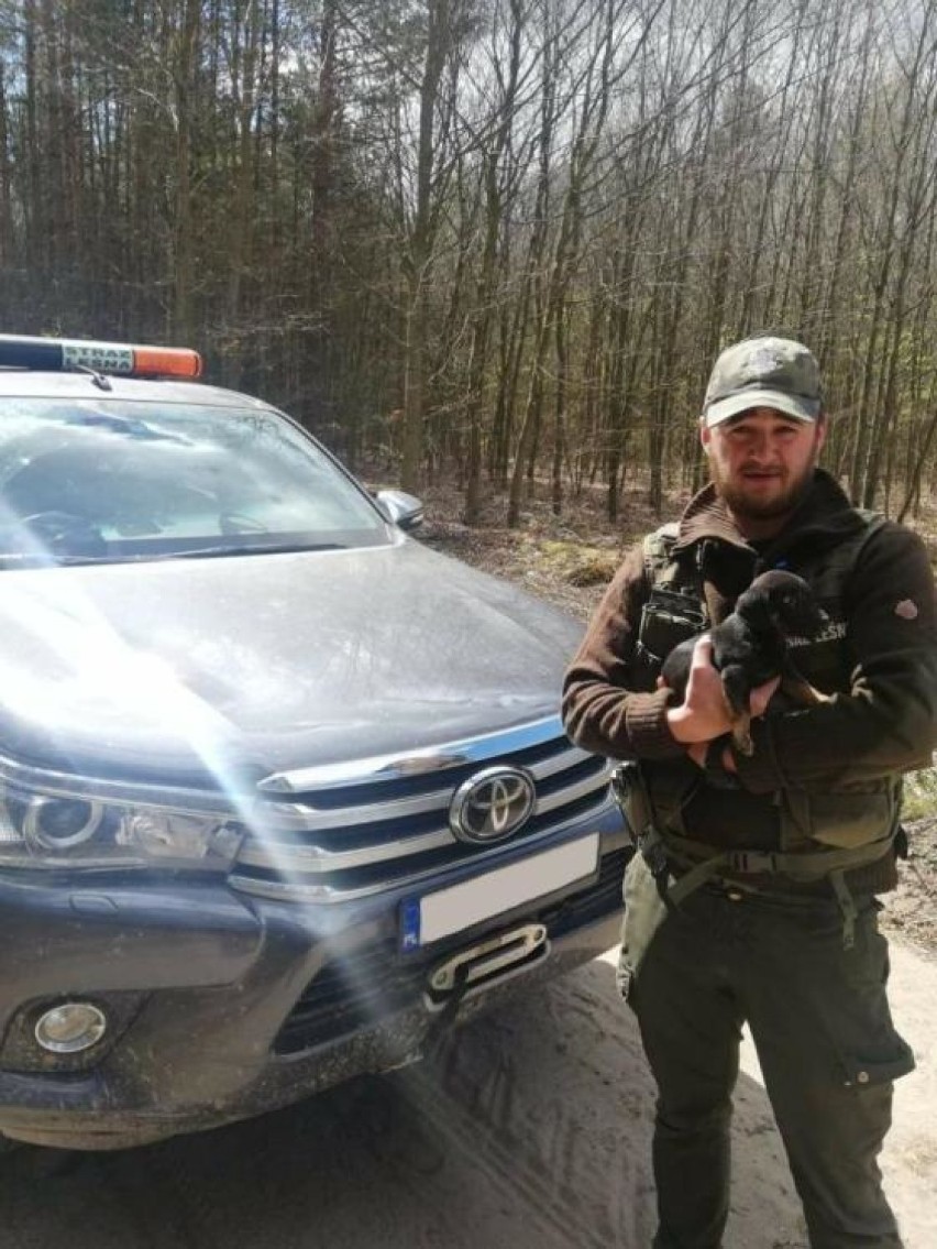 Patrol Straży Leśnej znalazł porzuconego w lesie psa! 