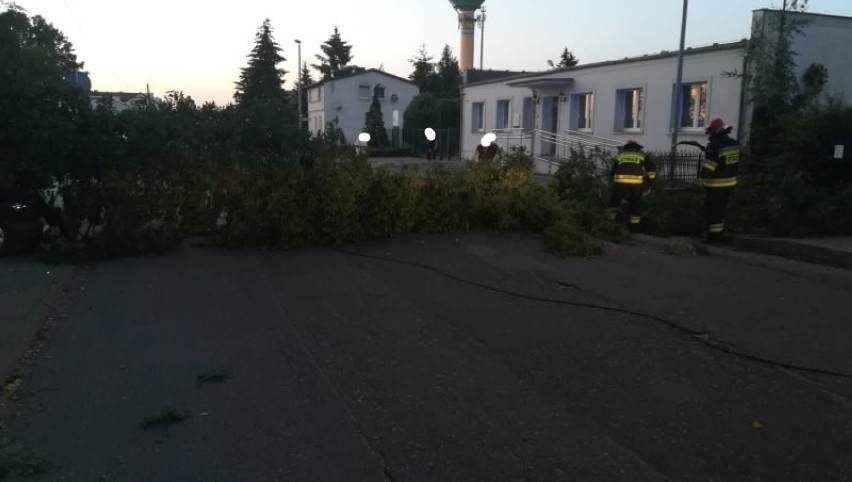 Nowy Tomyśl: Przy ulicy Komunalnej drzewo spadło na samochód [ZDJĘCIA]