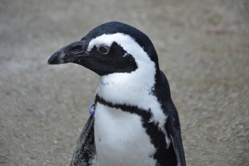 Jenot zagryzł pięć pingwinów w Zoo we Wrocławiu