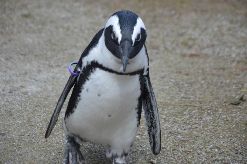 Jenot zagryzł pięć pingwinów w Zoo we Wrocławiu