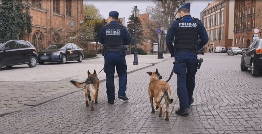 Międzynarodowy Dzień Psa 01.07.2020 r. To nie tylko wierni przyjaciele. Te psy policyjne pomagają ratować ludzkie życie! [zdjęcia, film]