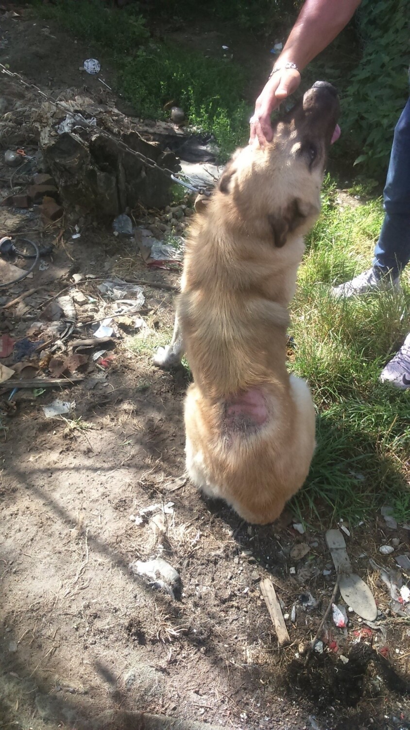W osadzie romskiej znaleziono około 60 psów. Niestety u...
