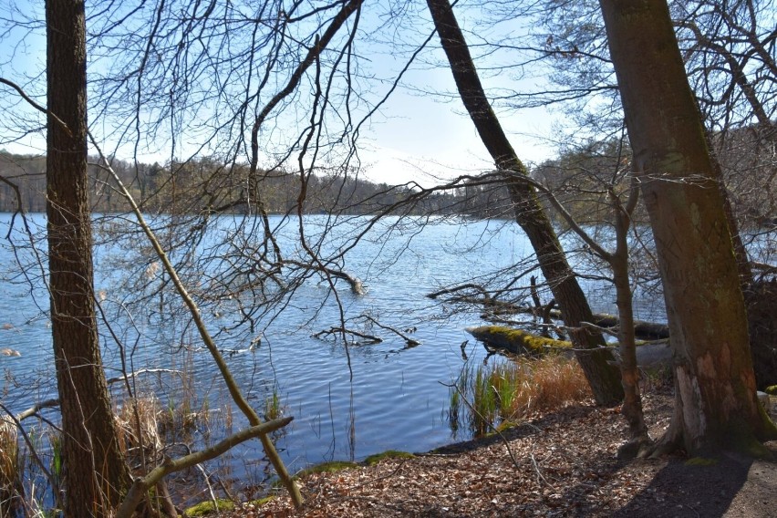 Jezioro Trześniowskie w Łagowie Lubuskim