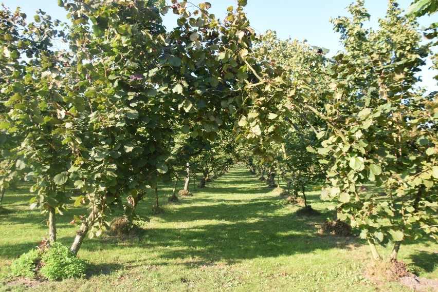 Leszczynowy sad Tree Nuts w Pszczynie-Jankowicach