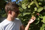 Weekend w leszczynowym sadzie. Samodzielne zbieranie orzechów laskowych w firmie Tree Nuts w Jankowicach