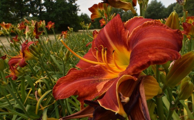 Ogród Botaniczny w Łodzi - tydzień liliowców