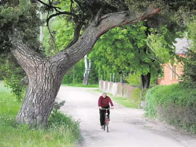 Sosna jako pomnik przyrody jest chroniona