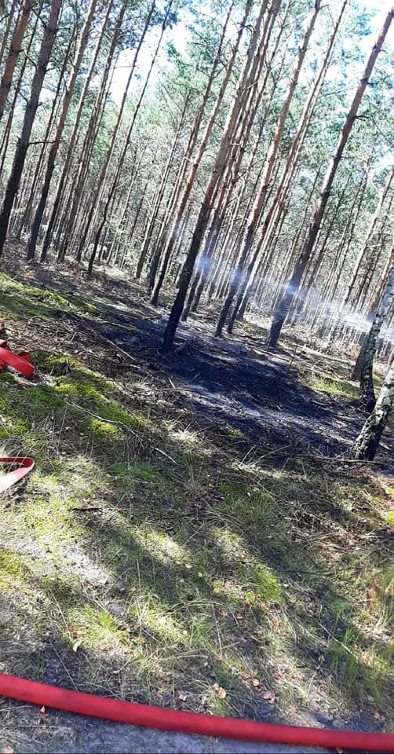 Strażacy gasili pożar lasu. Szybka reakcja powstrzymała żywioł [ZDJĘCIA]