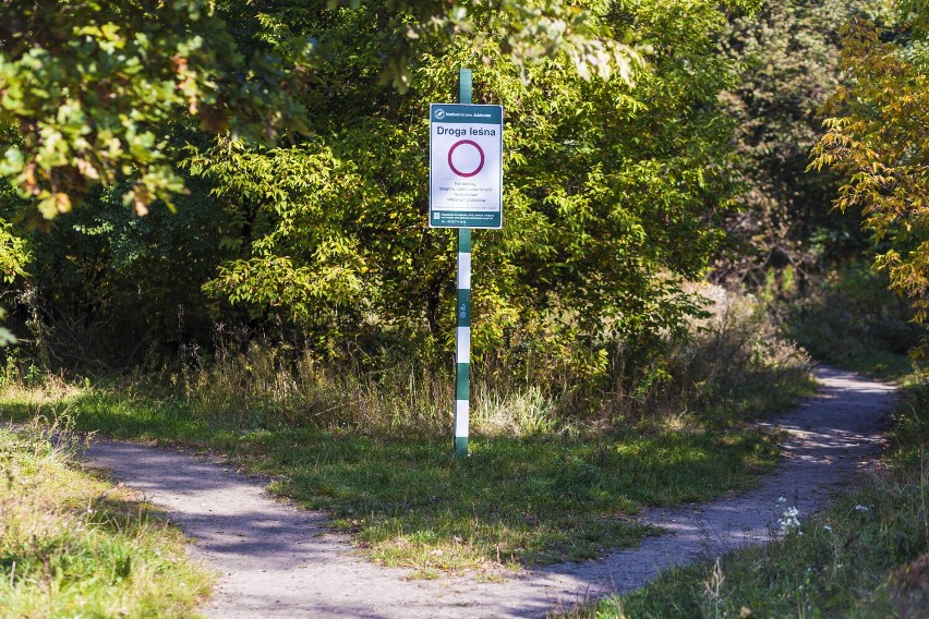 Cicha i spokojna Choszczówka. Piękny las z mnóstwem ścieżek spacerowych poleca się na wycieczkę