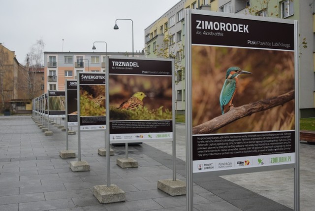 Ptaki powiatu lubińskiego. Zobaczcie jakie ptaki możecie tu spotkać