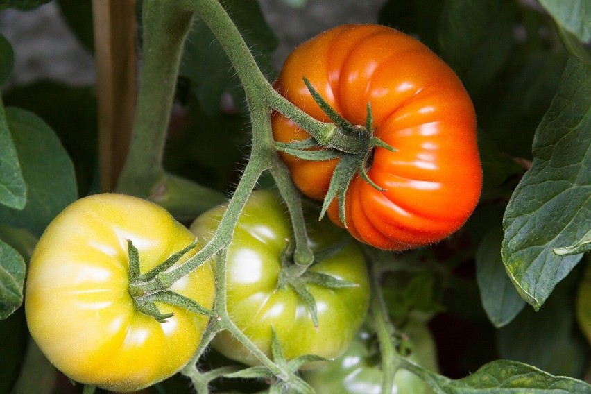 Niewłaściwe miejsce na uprawę - pomidory wymagają dużo...