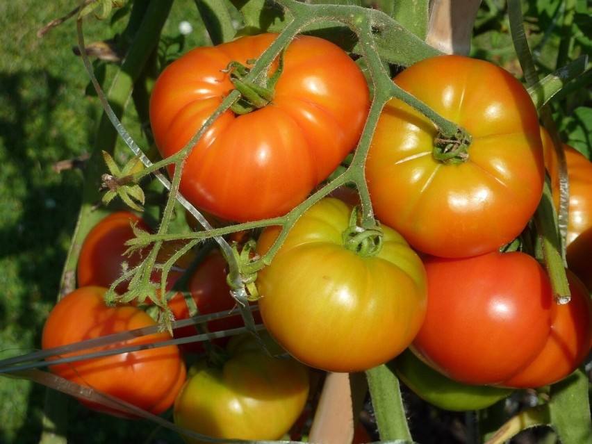 Nieprzycinanie roślin - pomidory rosną bardzo szybko i bez...