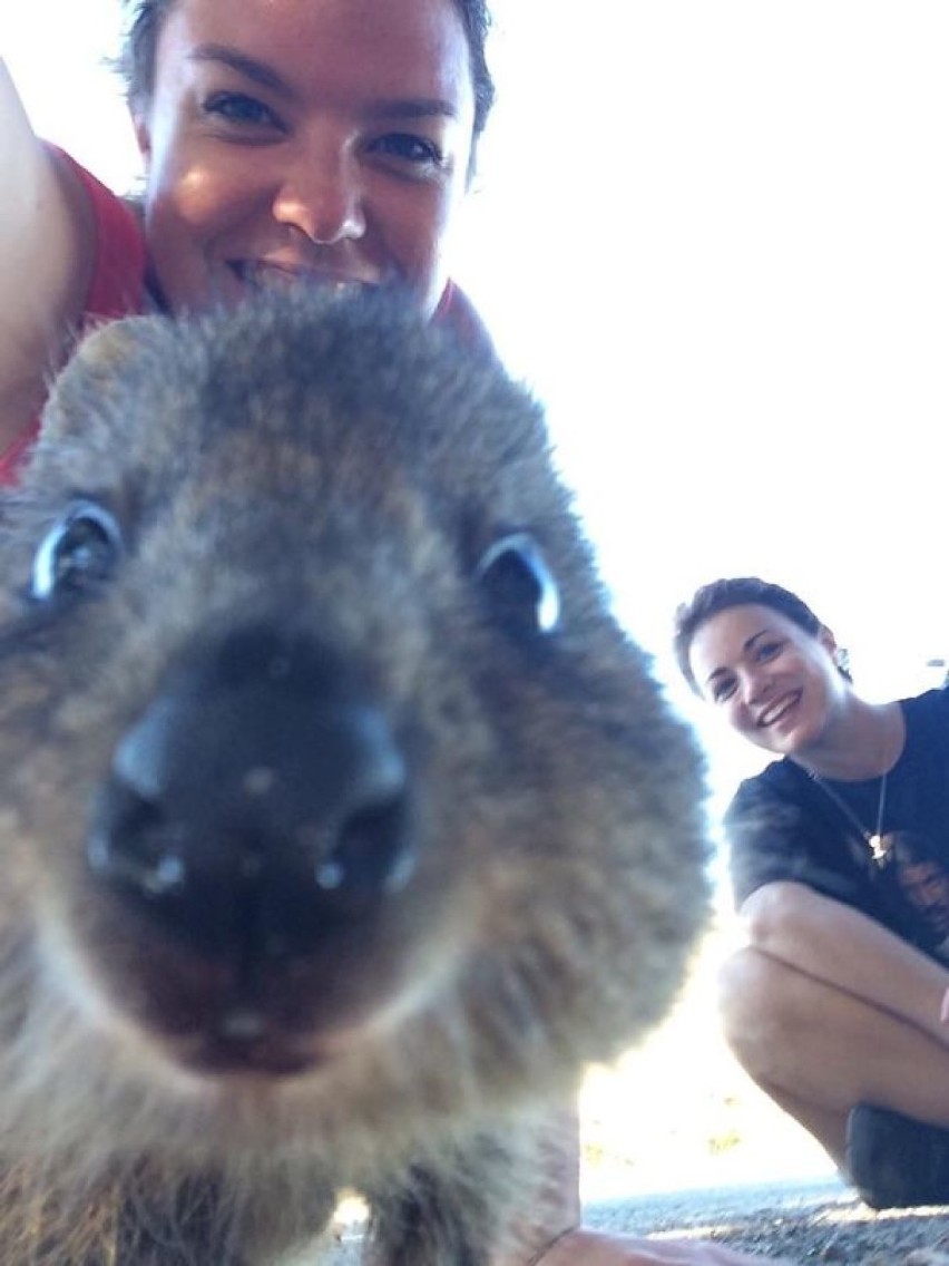 Oto quokka, najbardziej fotogeniczne zwierzę na świecie...