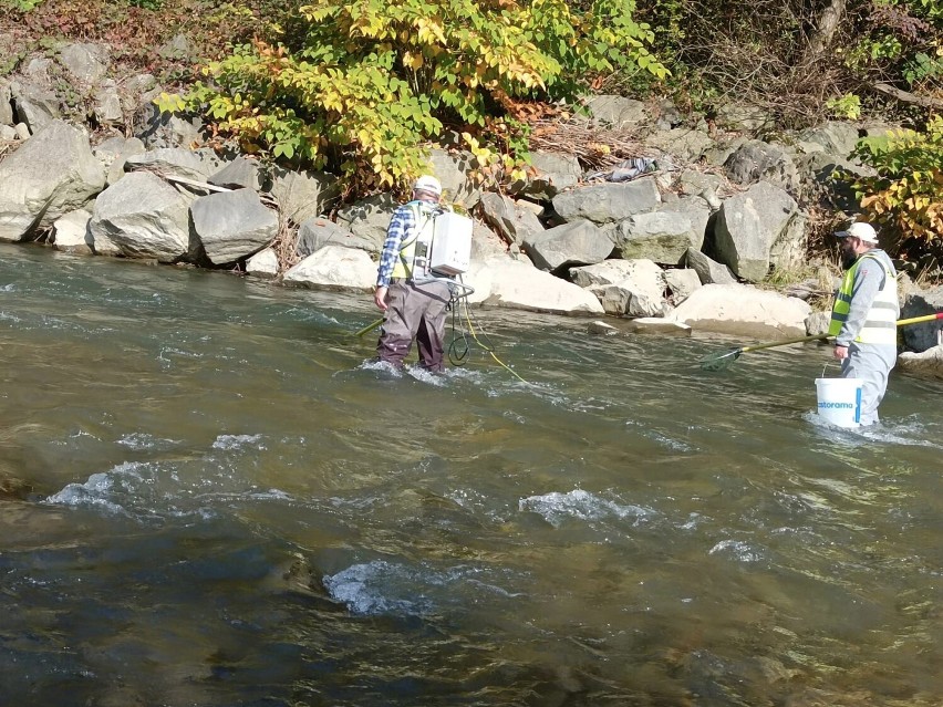 Badania ichtiologiczne rzeki Soły i Koszarawy, które przeprowadzono w dniu 13 i 14 października. Nad przebiegiem badań  czuwała Państwowa Straż Rybacka w Katowicach i Okręg PZW Bielsko-Biała