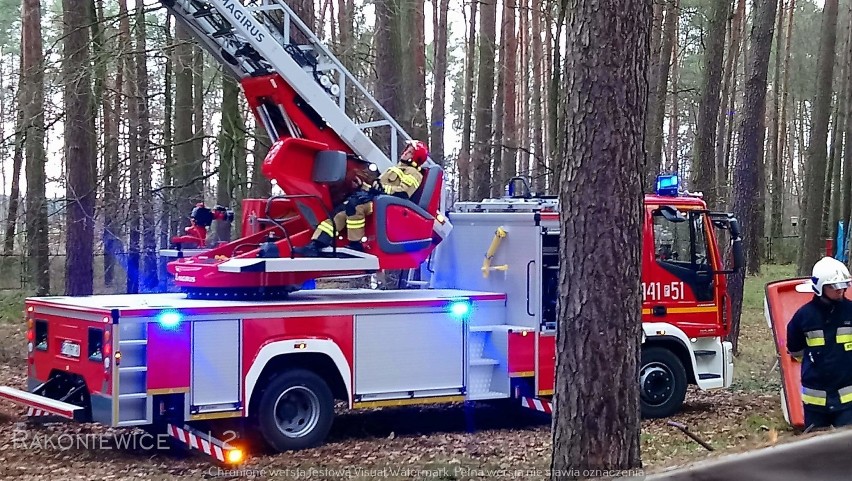 Gmina Rakoniewice: Strażacy interweniowali w związku z pochylonymi drzewami! [ZDJĘCIA]