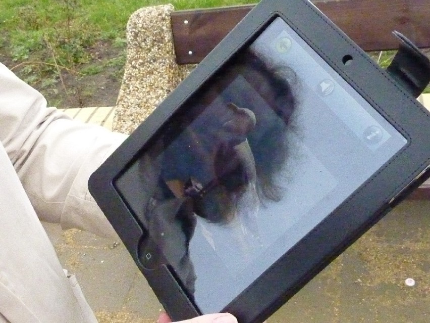 Mewy na iPadzie