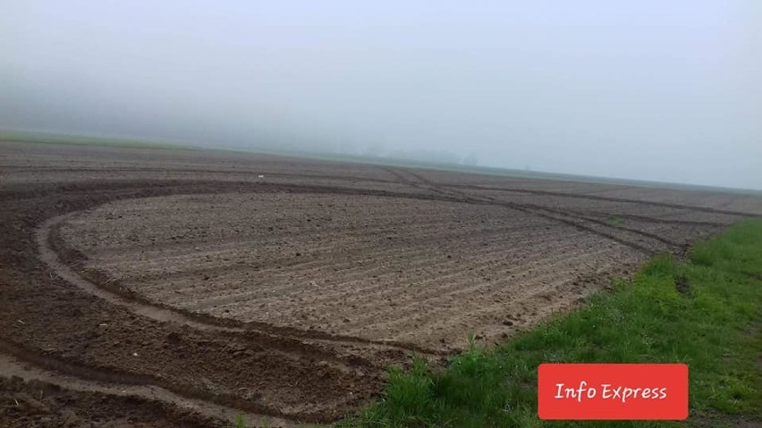 Zniszczone po "rajdzie" uprawy rolne w Jeżowej 15.05.2019.