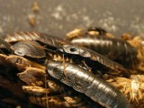 Szczury, komary, dziki, karaluchy i inne egipskie plagi w Warszawie. Dlaczego z roku na rok szkodników jest więcej?