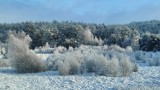 Zima w obiektywnie Czytelników. Na Kaszubach sypnęło śniegiem. Zobaczcie zimowe zdjęcia regionu