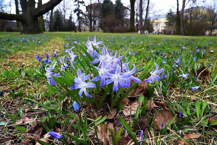 Piękne niebieskie dywany kwitnących cebulic i śnieżników pojawiły się w parku im. Klepacza w Łodzi