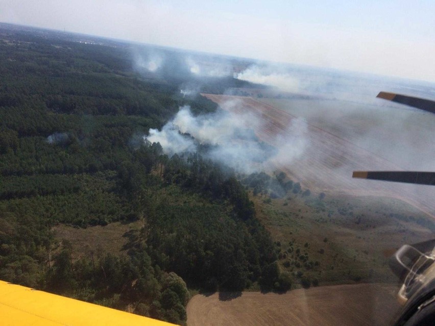 Upał nie ustaje. 500 leśników pilnuje lasów przed pożarem 
