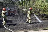 Pożar lasu w okolicy Bucharzewa. Spłonęło około 30 arów młodnika. Sześć zastępów straży pożarnej oraz sierakowscy leśnicy w akcji