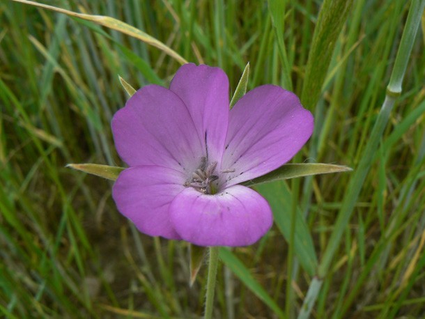 Kąkol polny (Agrostemma githago).JPG