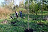 Sadzenie drzew i krzewów w Parku Śląskim. Będzie też 2 tysiące róż