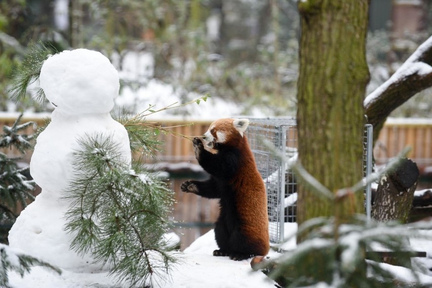 Jak na śnieg i mróz znoszą egzotyczne zwierzęta w Ogrodzie...
