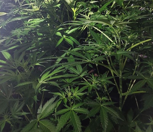 Policjanci znaleźli 22 krzaki konopi indyjskich oraz prawie 7,5 kg suszu marihuany