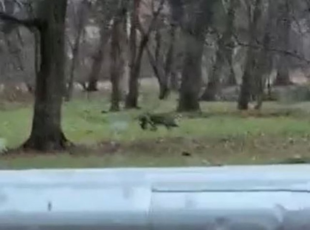 Wilk pojawił się w Kostrzynie nad Odrą